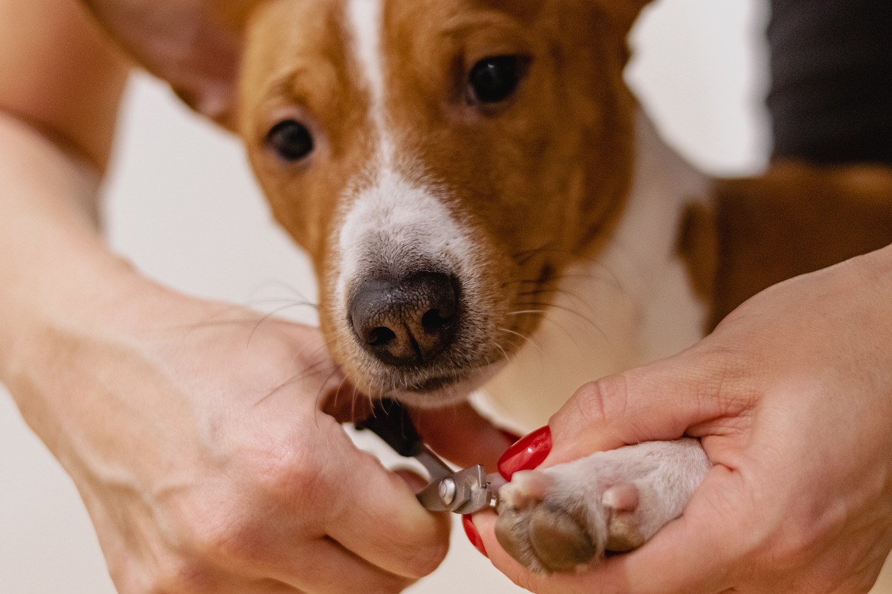 entdecken sie die besten tipps und produkte für die tierpflege. sorgen sie für das wohlbefinden ihrer haustiere mit hochwertigen pflege- und gesundheitslösungen.