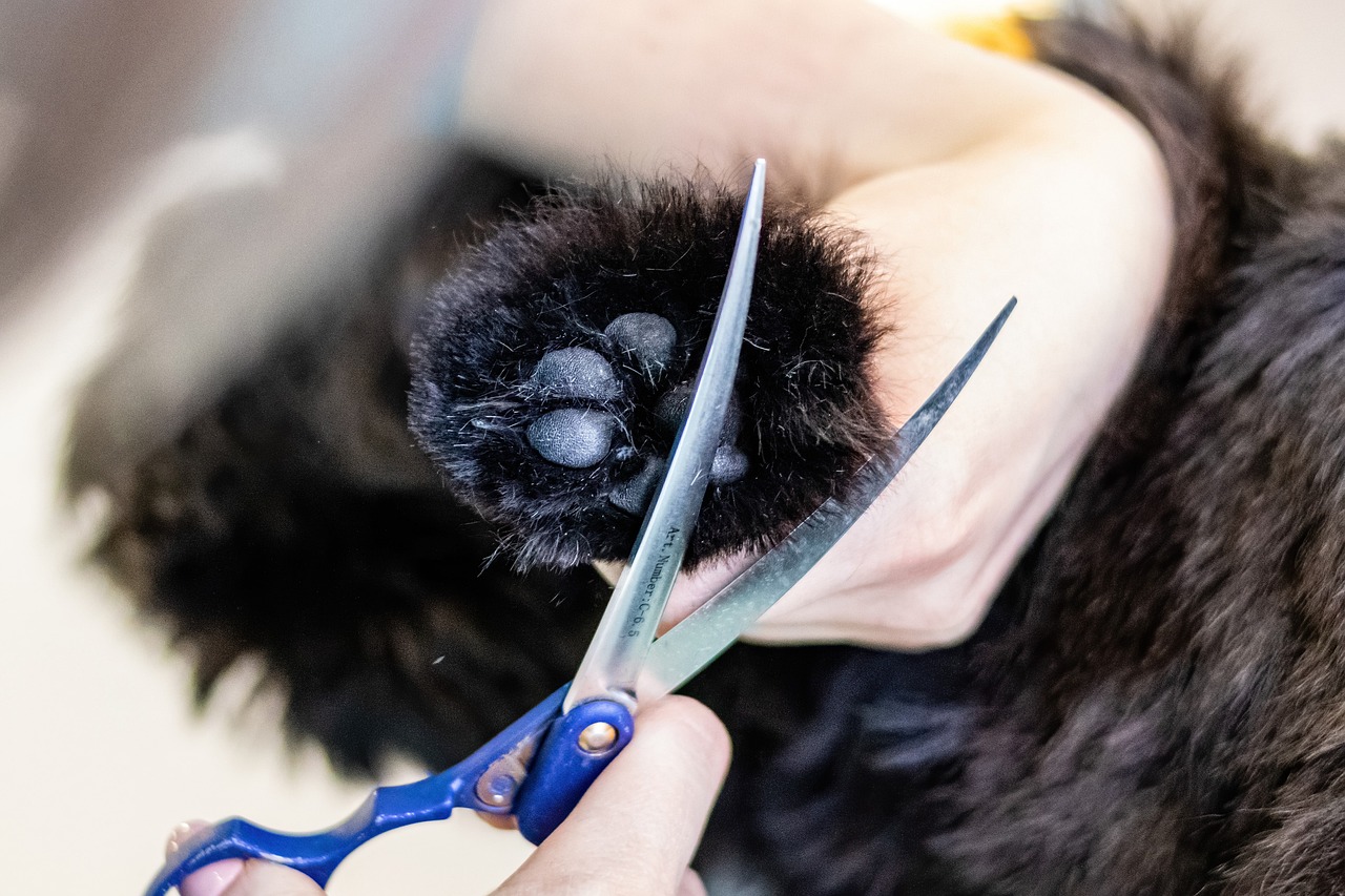 entdecken sie die besten tipps und ratschläge zur tierpflege, um das wohlbefinden ihres haustiers zu gewährleisten. erfahren sie mehr über ernährung, gesundheit und beschäftigung für ihren vierbeinigen freund.